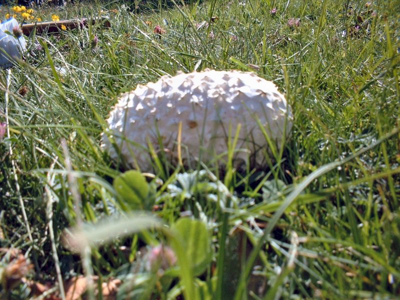 Calvatia utriformis